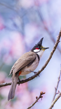 Red-whiskered Bulbul Bird