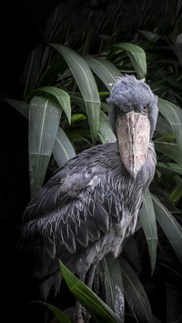 Cute Shoebill Bird