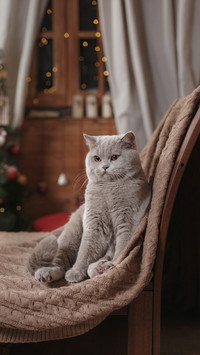 Cute Cat at Home