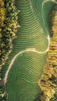 Natural Scenery of the Tea Garden