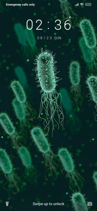 Bacterium_3MDS