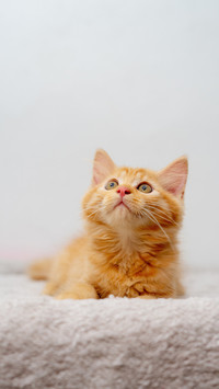 Look up a cute orange kitten takes the spotlight