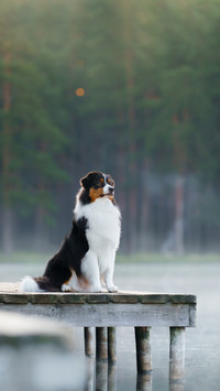 The dog on a wooden bridge on the lake