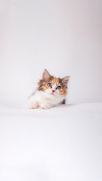 Cute fluffy pet kitten lying on a white background