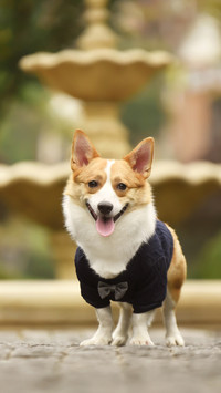 柯基犬毛发美容技巧