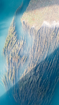 Aquatic plants on the water surface