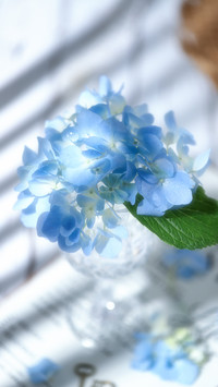 Blue Hydrangea
