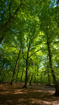 Forest Country