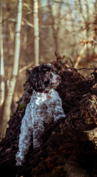 The Good Boy (14)
