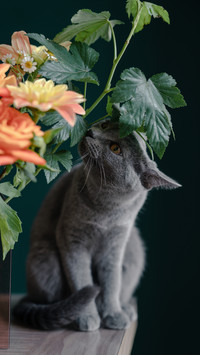 You fell in love with another kitten 2