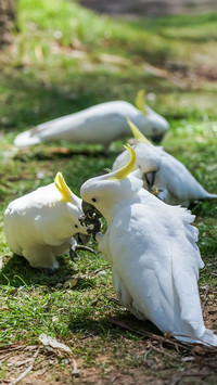 Several sulfurcrested cockatoos