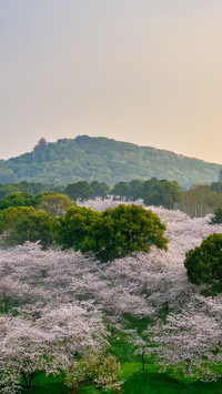 The cherry blossoms in wuhan are in full bloom on the