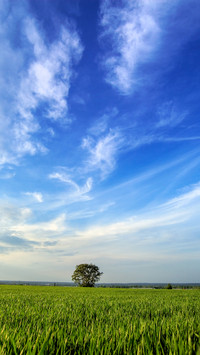 Green grass and blue sky