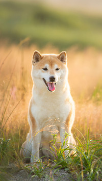 柴犬尾巴大揭秘