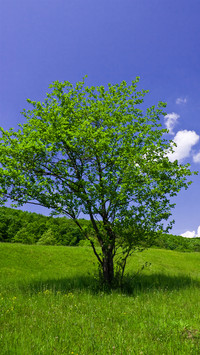 Green grass and blue sky