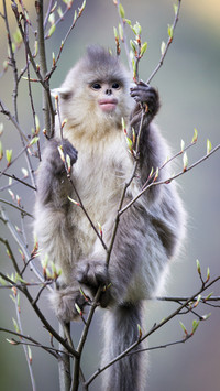 Yunnan golden monkey unique to China 1