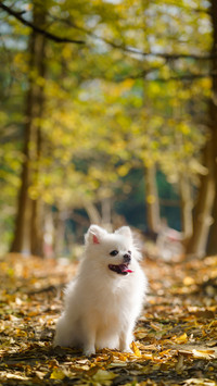 The Disadvantages of Sleeping with Dogs 6