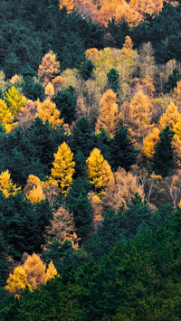 The colorful hues of the forest in autumn