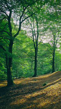 Green forest trails