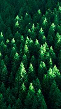 Eye-friendly forest wallpapers
