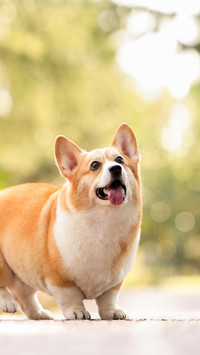 Pay attention to dog bone health