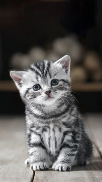 软萌小猫-拍信图库