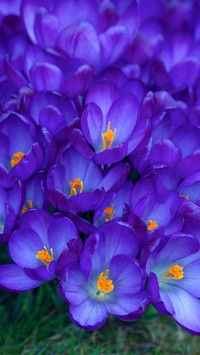 international_plant (4)