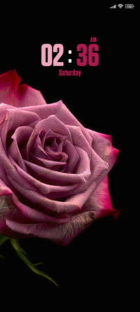 Closeup Rose