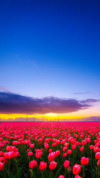 Colorful Flower Field