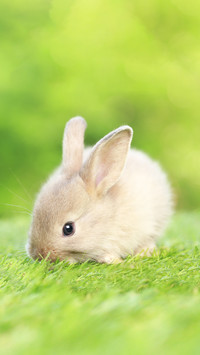 Young adorable bunny playing in garden
