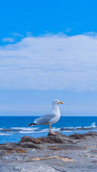 Why do seagulls snatch food