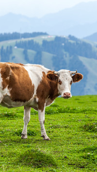 The cattle on jiangbulake grassland