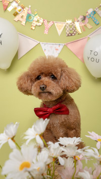 Five littleknown facts you must know when raising a teddy