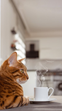 Domestic cat next to a hot cup of coffee