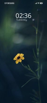 Sunlit Petals