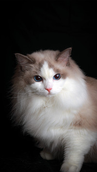 A portrait of a ragdoll cat