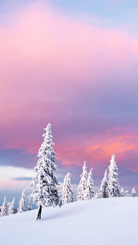 Dawn in The Mountains  And Fir Trees in The Snow