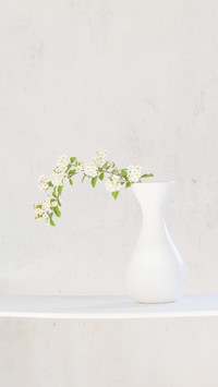 White spirea in vase on white background