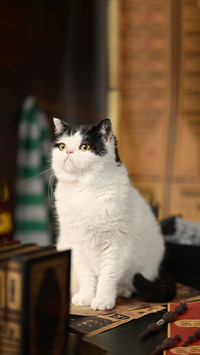 Cat habits reveal the personality of their owners