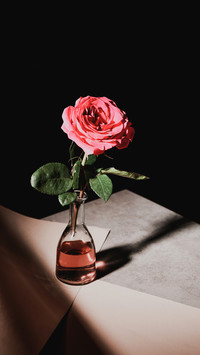 Pink rose flower in glass bottle on stone table
