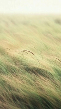 Letter from the Wind