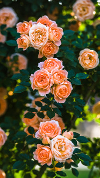 An orange rose wall