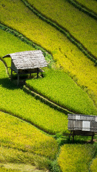 Green Terraced Fields