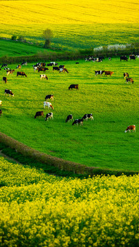 Green grass and cattle herds