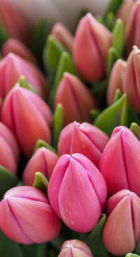Floral B1 (4)