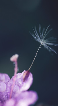 Macro Photography (22)