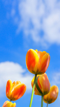 Tulips on the sky