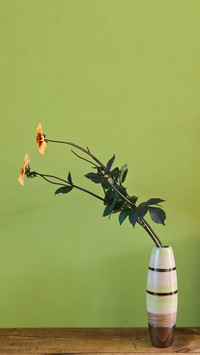 Recommended Plants for Autumn 1