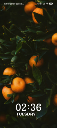 Orange Harvest