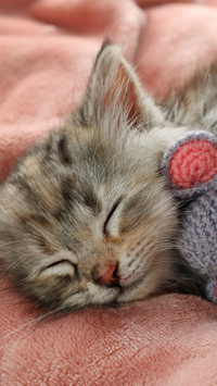The cat is sleeping with a toy in its arms